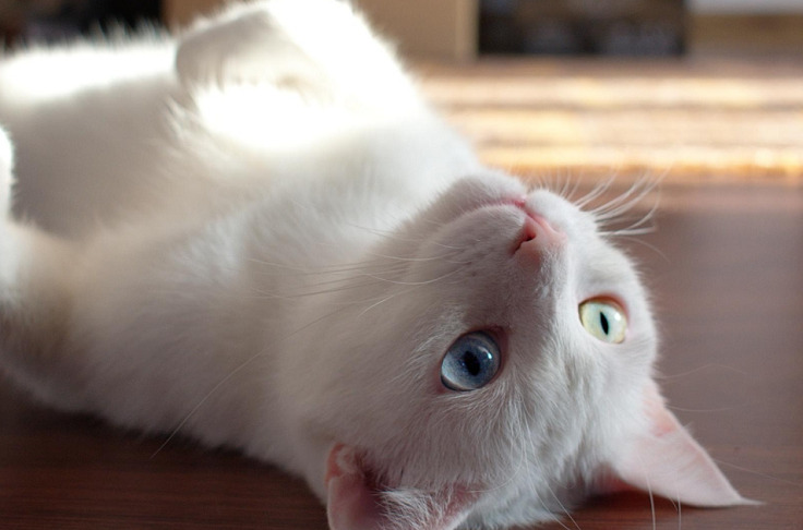 Why Does My Cat Always Lay In the Middle of the Floor? 3 2 Classroom, cat care, cat class