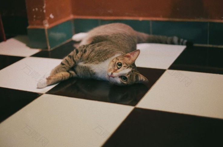 Why Does My Cat Always Lay In the Middle of the Floor? 4 Classroom, cat care, cat class