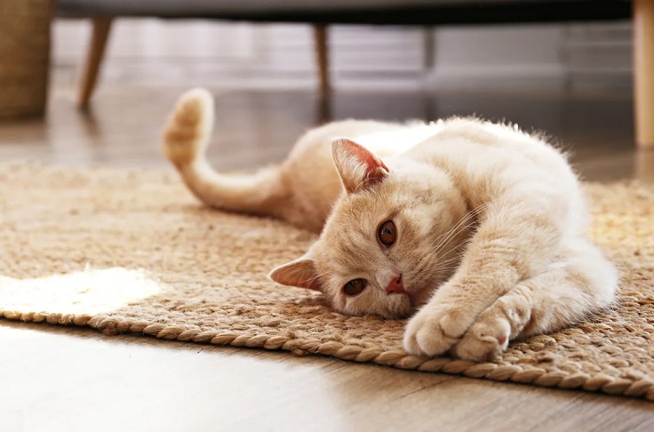 Why Does My Cat Always Lay In the Middle of the Floor? 5 2 Classroom, cat care, cat class