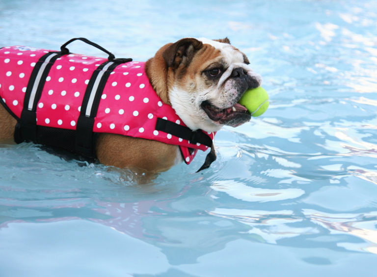 Sun and Water Safety for Your Dog 5 dog class, Classroom, dog care