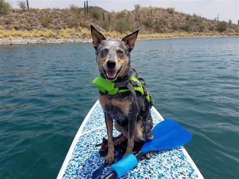 Sun and Water Safety for Your Dog 6 dog class, Classroom, dog care