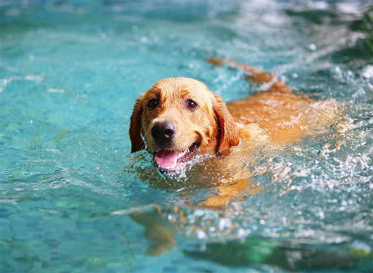 Sun and Water Safety for Your Dog 7 dog class, Classroom, dog care