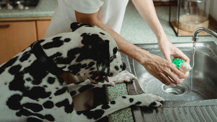 How to Wash Dog Toys 图片1 1 Classroom, dog class, dog wellness