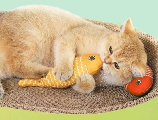 Best Toys To Keep Your Cat Happy And Engaged 图片1 2 cat class