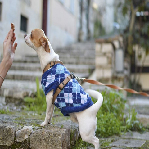 Using Treats for Dog Training 图片3 Classroom, dog class, dog training