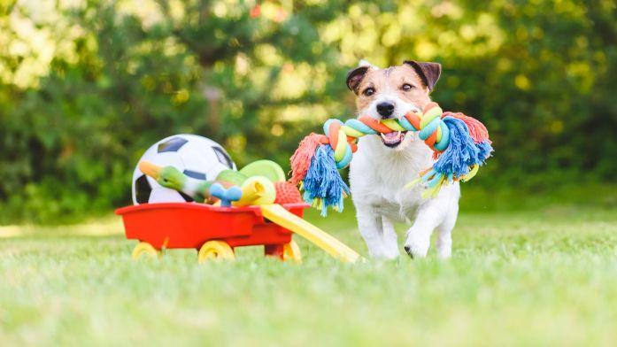 How to Wash Dog Toys 图片4 1 Classroom, dog class, dog wellness