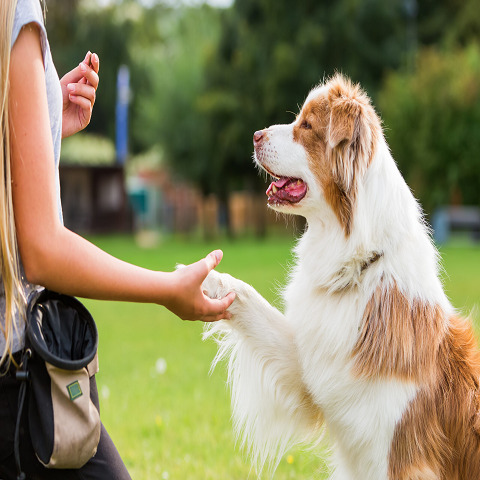 Using Treats for Dog Training 图片5 Classroom, dog class, dog training