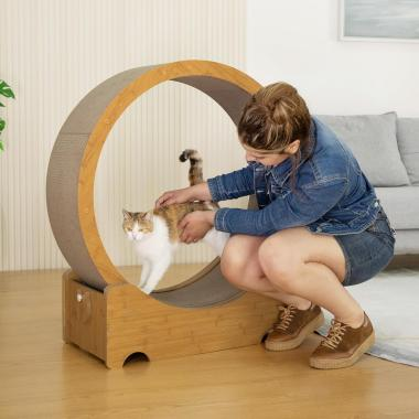 Best Toys To Keep Your Cat Happy And Engaged 图片5 Classroom, cat class, cat play