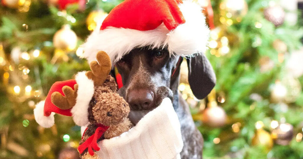 Stocking Stuffers for Your Pet 2 1 Classroom, Dog blogs, dog care, dog class