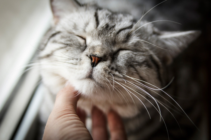 4 Reasons Why Cats Purr 5 1 Classroom, cat class, cat wellness