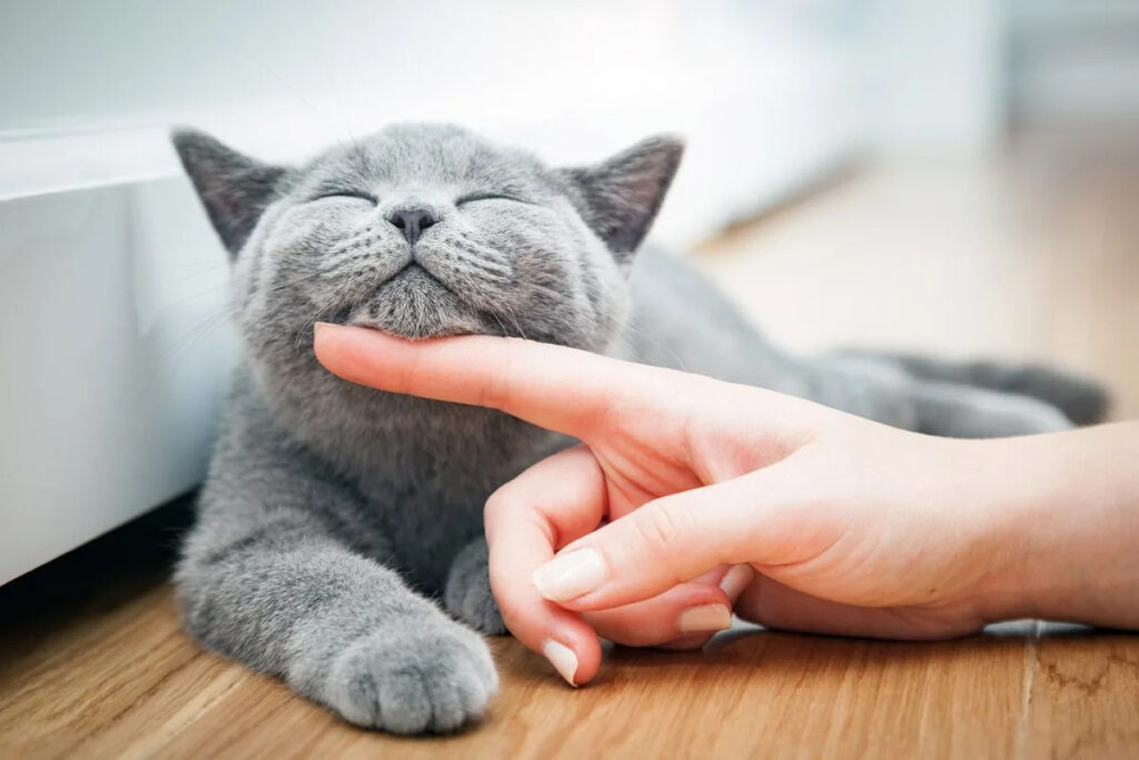 4 Reasons Why Cats Purr 图片1 Classroom, cat class, cat wellness