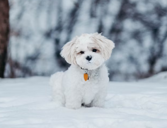 Preparing for Winter with Pets 1 dog class