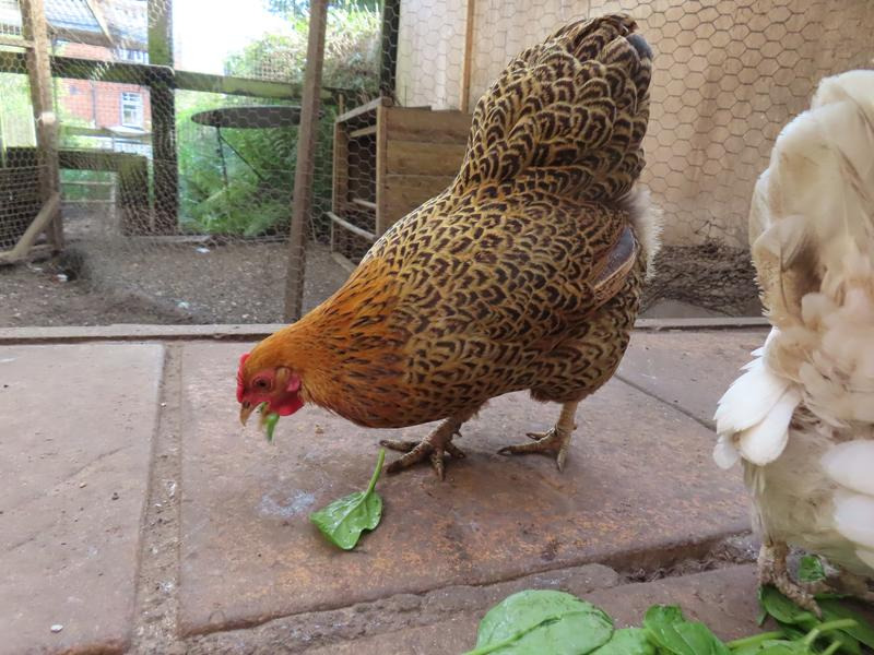 Ways to Care for Chickens in Autumn 图片2 2 Chicken Blogs