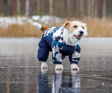 Preparing for Winter with Pets 图片7 Classroom, dog care, dog class