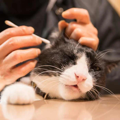 Easy and Helpful Tips on How to Bathe a Cat and Clean Their Ears cat class