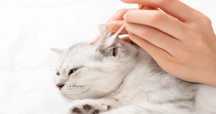 Easy and Helpful Tips on How to Bathe a Cat and Clean Their Ears hand use cotton earwax cleaning 600nw 2356669421 Classroom, cat care