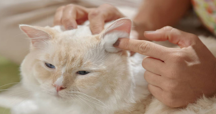 Easy and Helpful Tips on How to Bathe a Cat and Clean Their Ears 企业微信截图 17295019304779 Classroom, cat care