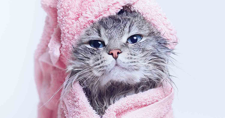 Easy and Helpful Tips on How to Bathe a Cat and Clean Their Ears 图片1 Classroom, cat care