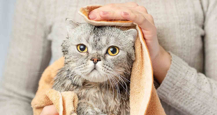 Easy and Helpful Tips on How to Bathe a Cat and Clean Their Ears 图片3 Classroom, cat care