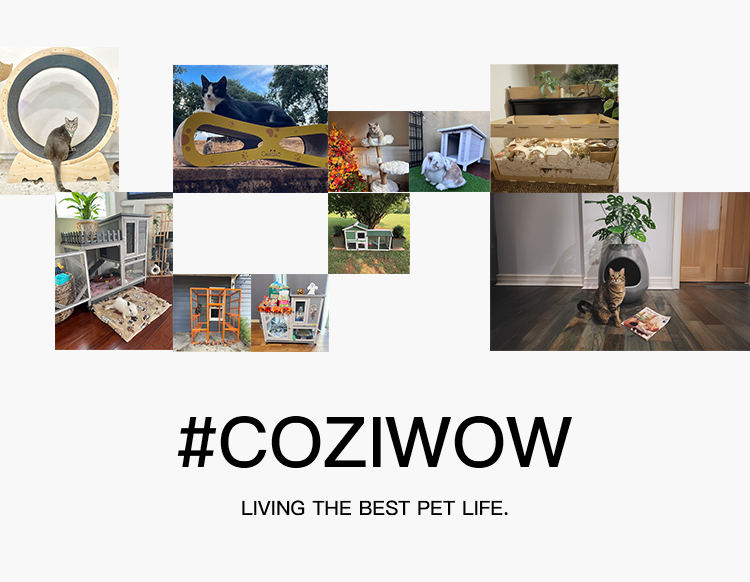 Home Coziwow 移动