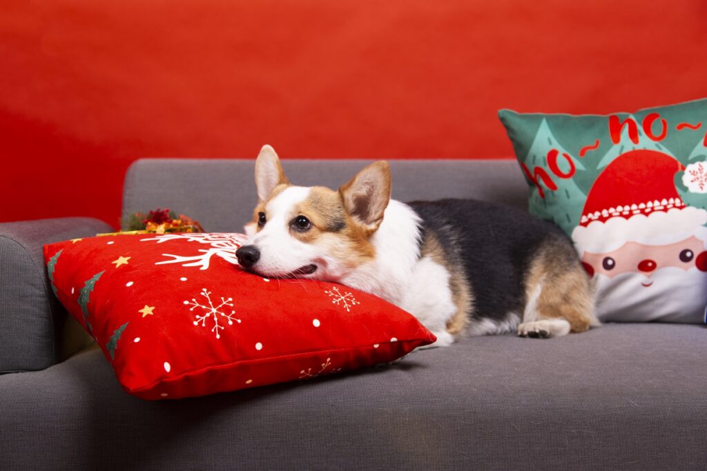 5 Thoughtful Ways To Prepare Your Dog For Christmas IMG 2963 Classroom, Dog blogs, dog care, dog class